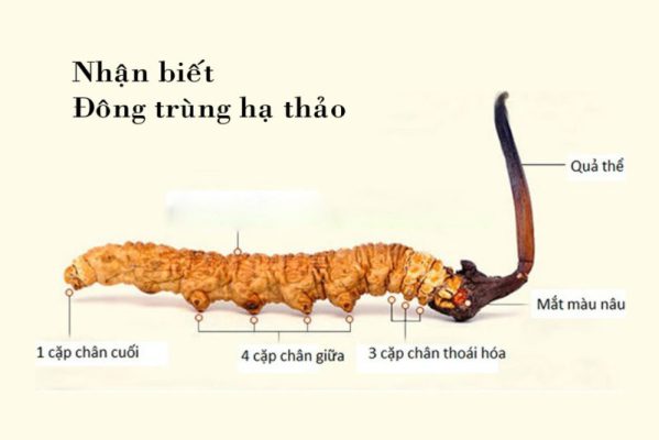 cách nhận biết đông trùng hạ thảo thật giả