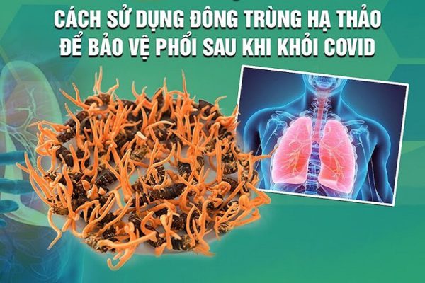 đông trùng hạ thảo có giúp ngăn ngừa covid 19 không